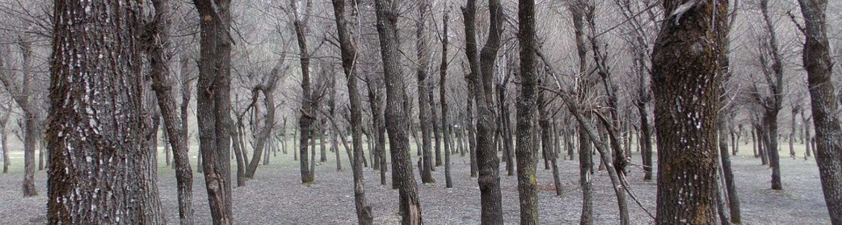 trees-984517_960_720