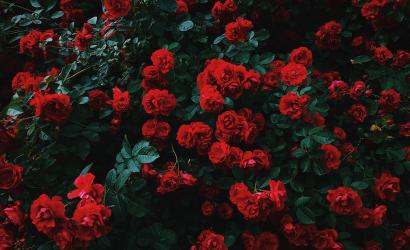 červené ruže